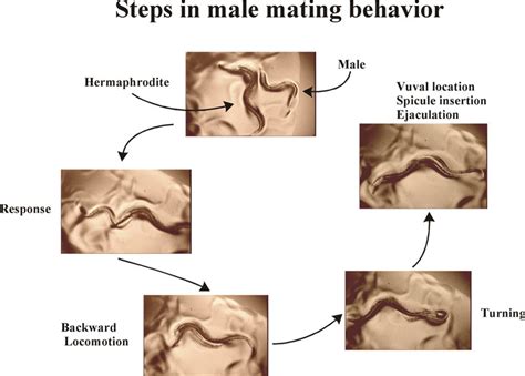 mating press position|Mating press